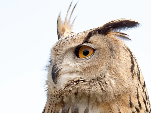 Nahaufnahme Porträt eines Uhus (bubo bubo) isoliert auf weiß — Stockfoto