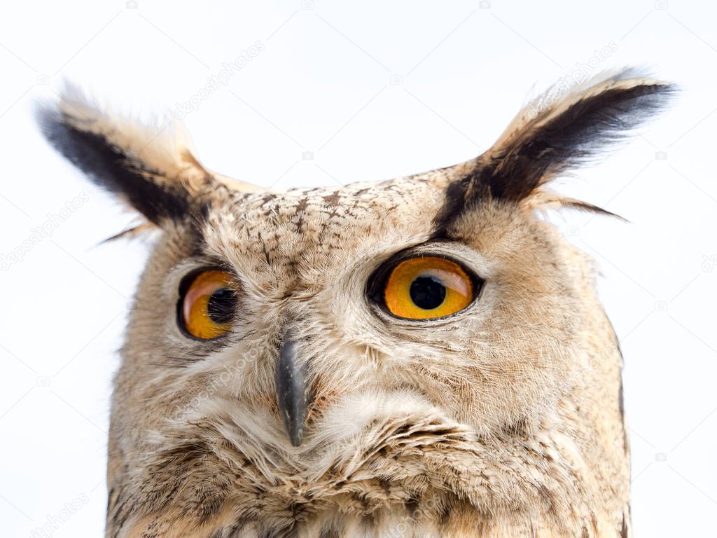Close up portrait of an eagle owl (Bubo bubo) isolated on white 