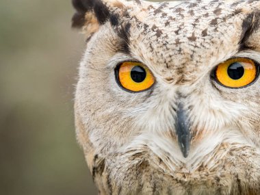 Sarı gözlü kartal baykuş (Bubo bubo) portresi kapatın