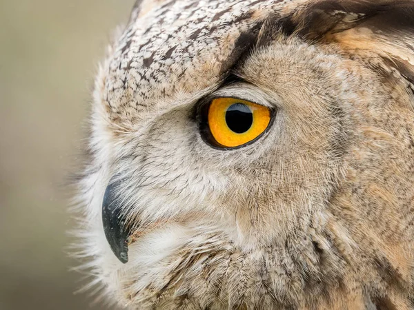 Nahaufnahme Porträt eines Uhus (bubo bubo) mit gelben Augen — Stockfoto