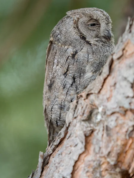 Lechuza euroasiática (Otus scops) durmiendo sobre un árbol — Foto de Stock
