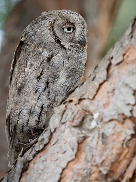 欧亚角鸮 （奥特斯角） 长着一棵树上的大眼睛 — 图库照片