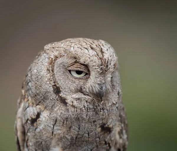 Chouette épervière (Otus scops) aux grands yeux portrai — Photo