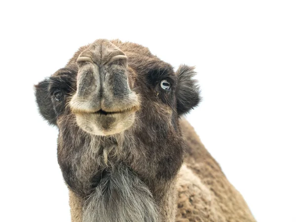 Two-humped camel (Camelus bactrianus) with funny expression isol — Stock Photo, Image