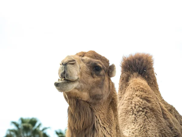 Двокамерний верблюд (Camelus bactrianus) з кумедним виразом ізоляції — стокове фото