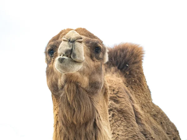 Two-humped camel (Camelus bactrianus) with funny expression isol — Stock Photo, Image