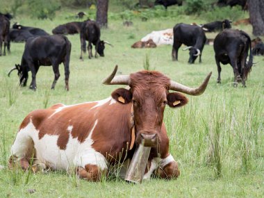 Orman Çim dinlenme inekler