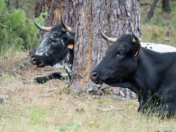 Koeien rusten in het gras in het bos — Stockfoto