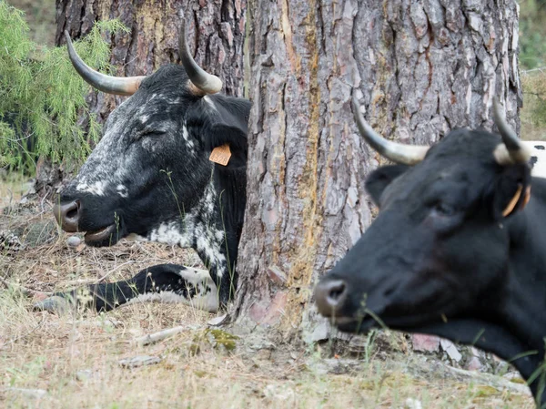 Koeien rusten in het gras in het bos — Stockfoto