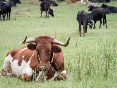 Orman Çim dinlenme inekler