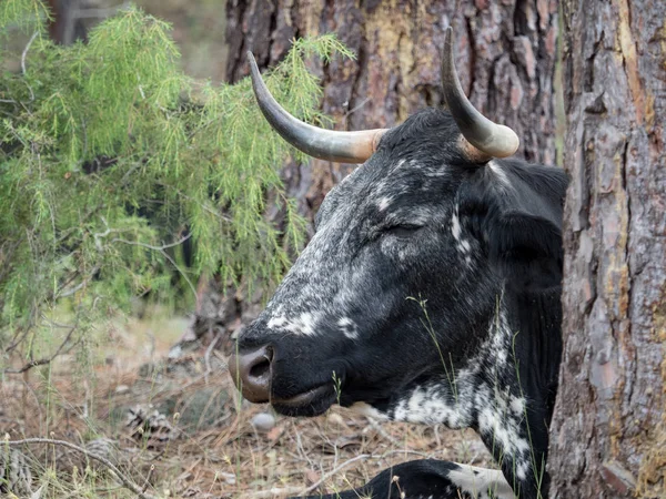 Koeien rusten in het gras in het bos — Stockfoto