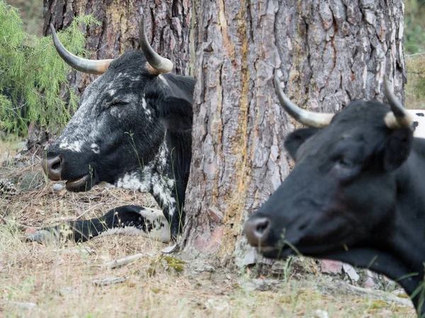 Коровы отдыхают в траве в лесу — стоковое фото