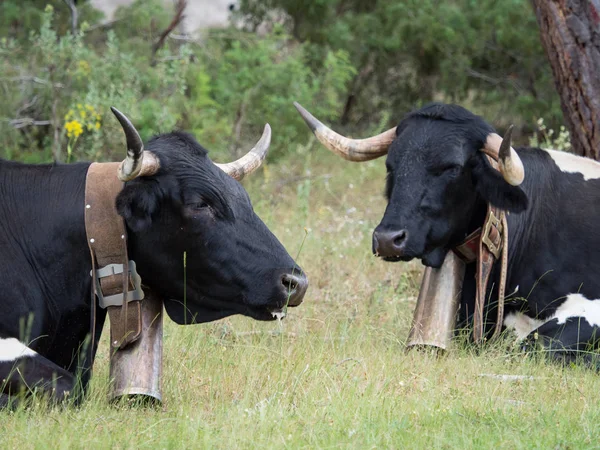 Koeien rusten in het gras in het bos — Stockfoto