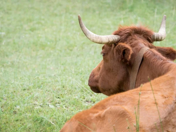 Koeien rusten in het gras in het bos — Stockfoto