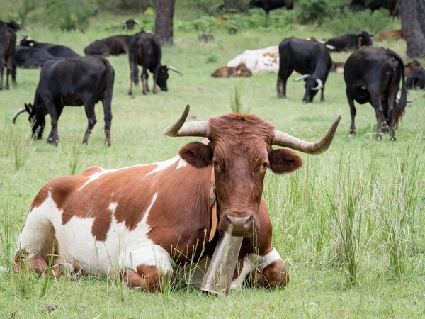 Krávy v trávě v lese — Stock fotografie