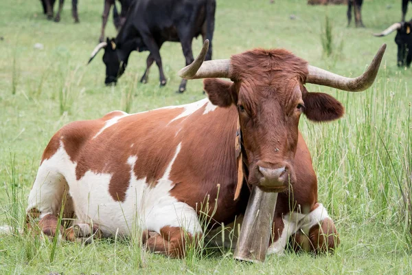 Koeien rusten in het gras in het bos — Stockfoto