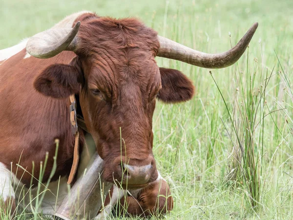 Koeien rusten in het gras in het bos — Stockfoto