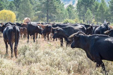 İnek ve otlatma boğa sürüsü