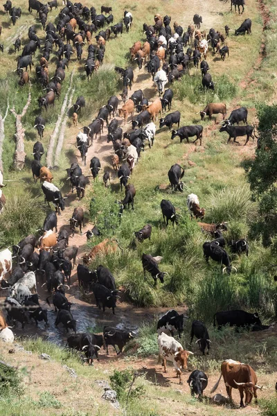 Traditionele transhumance van een kudde koeien over een rivier in S — Stockfoto