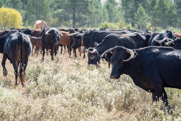 Kudde koeien en stieren begrazing — Stockfoto