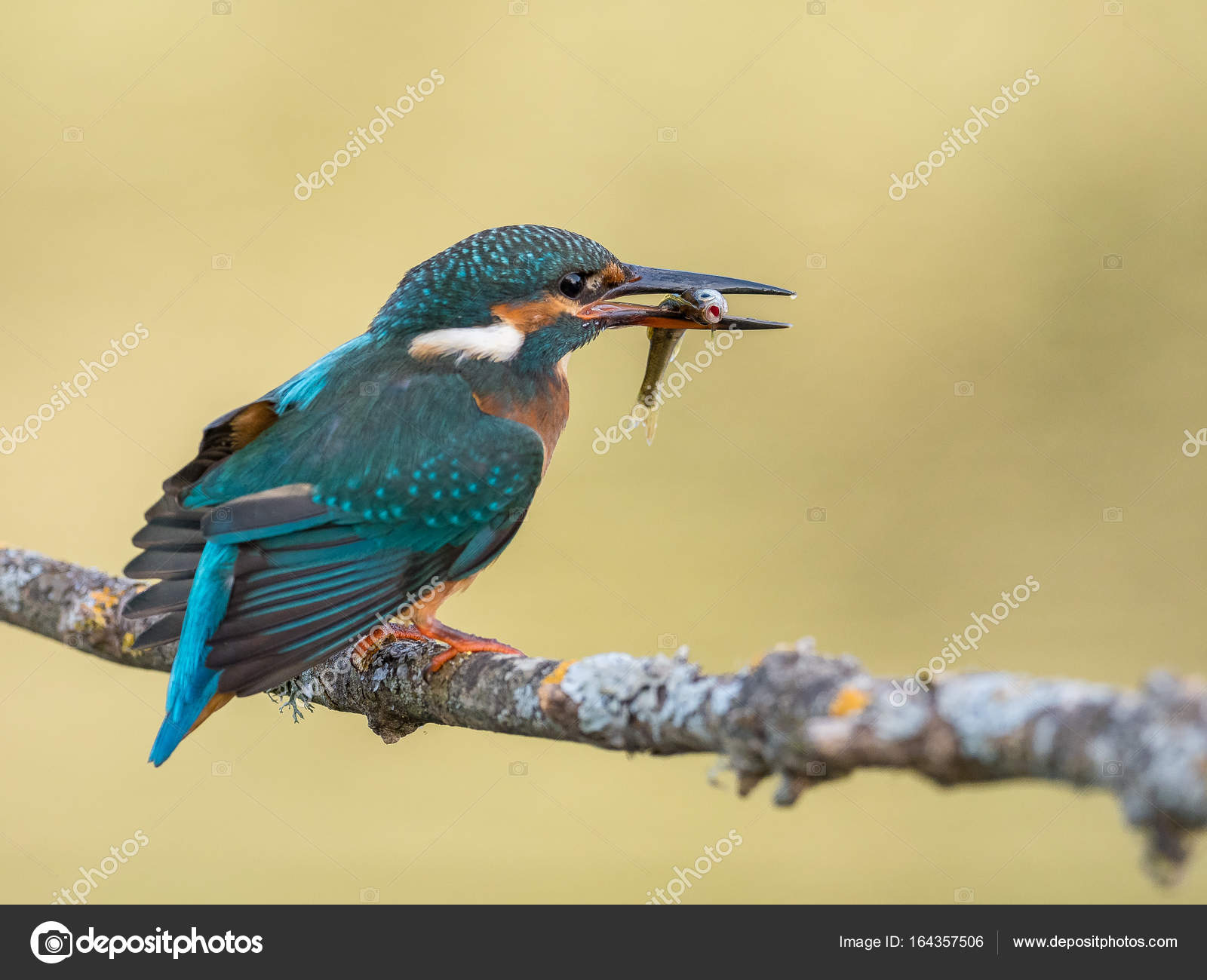 魚を食べてカワセミ鳥 カワセミ ストック写真 C Ramonsub Hotmail Com 魚を食べてカワセミ鳥 カワセミ ストック写真 C Ramonsub Hotmail Com