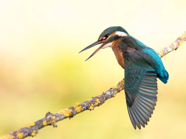 Eisvogel (alcedo atthis) flattert — Stockfoto