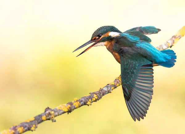 Eisvogel (alcedo atthis) flattert — Stockfoto