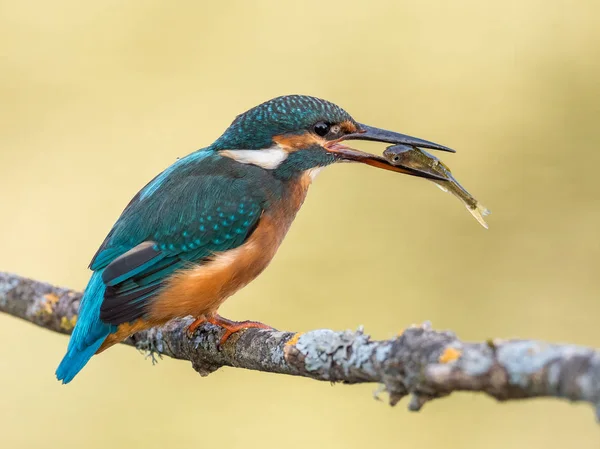 Kingfisher bird (Alcedo atthis) eating a fish — Stock Photo, Image