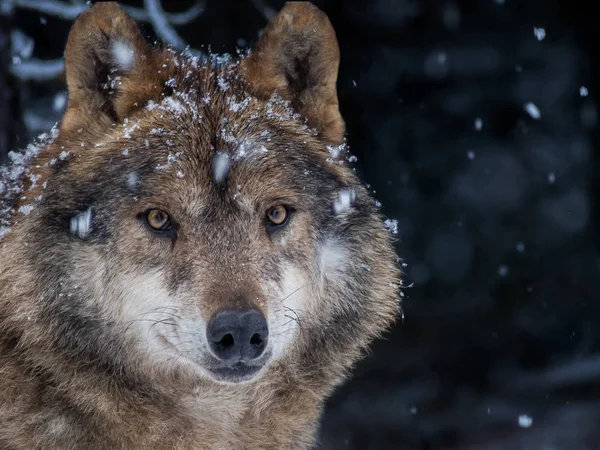 Lobo ibérico na neve na floresta no inverno — Fotografia de Stock