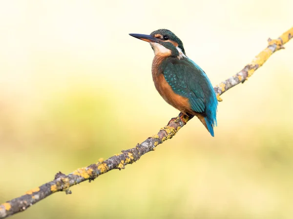 Vogel van de ijsvogel (Alcedo atthis) op een tak — Stockfoto