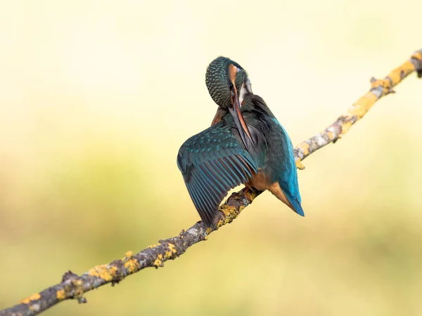 Vogel van de ijsvogel (Alcedo atthis) op een tak — Stockfoto