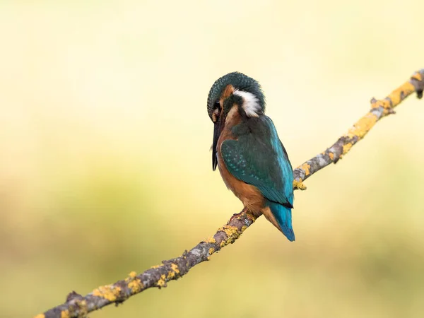 Зимородок птица (зимородки atthis) на ветке — стоковое фото