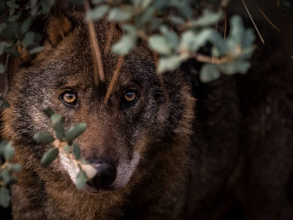 Lobo ibérico (Canis lupus signatus) escondido no mato — Fotografia de Stock