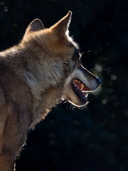 Lobo Ibérico Canis Lupus Signatus — Fotografia de Stock