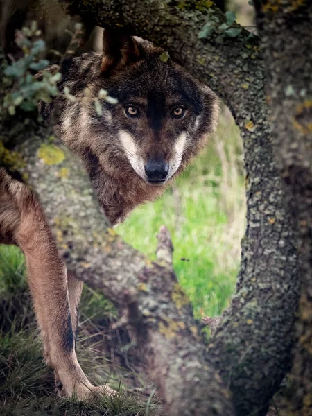 Lobo Ibérico Canis Lupus Signatus Escondido Floresta — Fotografia de Stock