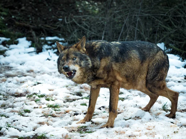 Λύκος Canis Lupus Signatus Βρυχηθμού — Φωτογραφία Αρχείου