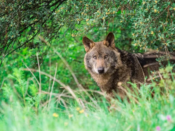 Ιβηρικού λύκου (Canis lupus signatus) στους θάμνους — Φωτογραφία Αρχείου