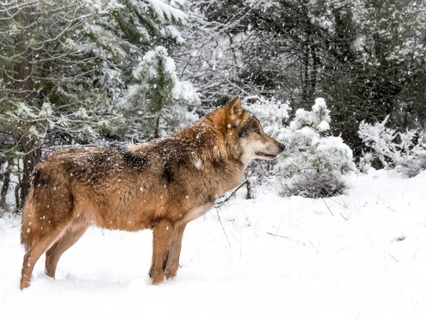 Homem lobo na neve na floresta — Fotografia de Stock