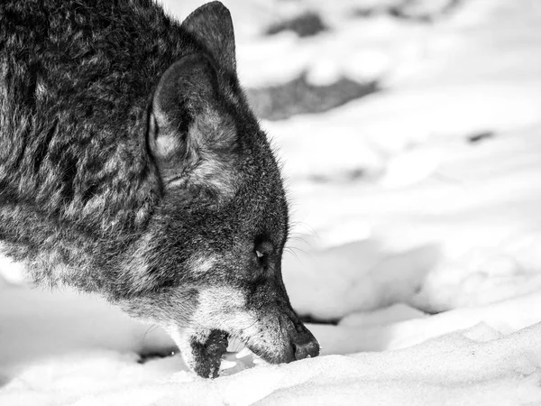 伊比利亚狼吃雪 — 图库照片