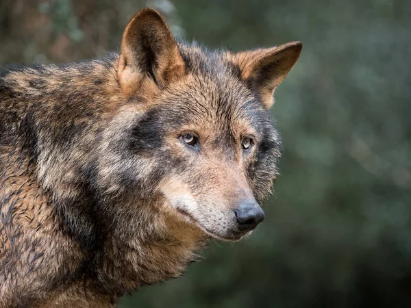 Portret Van Iberische Wolf — Stockfoto