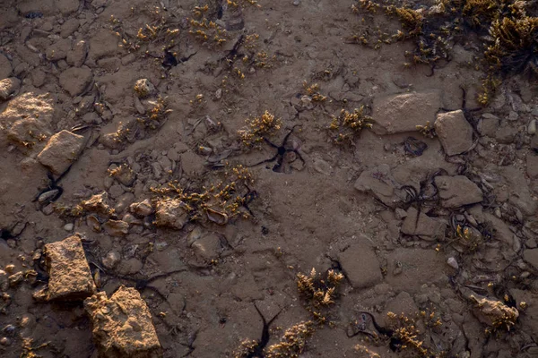 Gros Plan Des Étoiles Mer Des Algues Surface Plage — Photo
