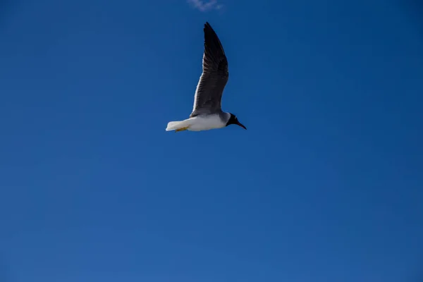 Πετώντας Πουλί Μπλε Ήλιο Φωτισμένο Ουρανό — Φωτογραφία Αρχείου