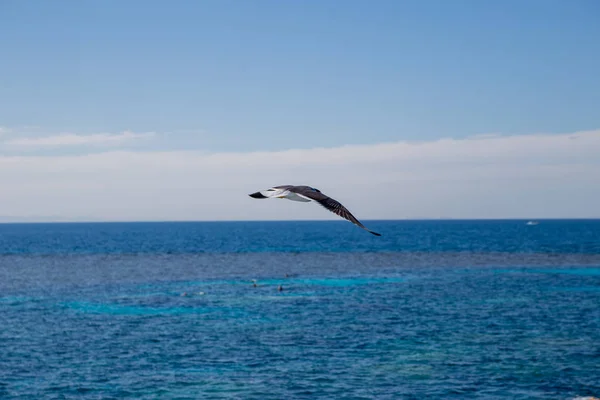 Pájaro Volador Sol Iluminado Paisaje Marino — Foto de Stock