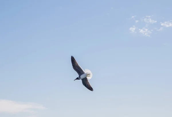 Pássaro Voador Céu Iluminado Sol Azul — Fotografia de Stock