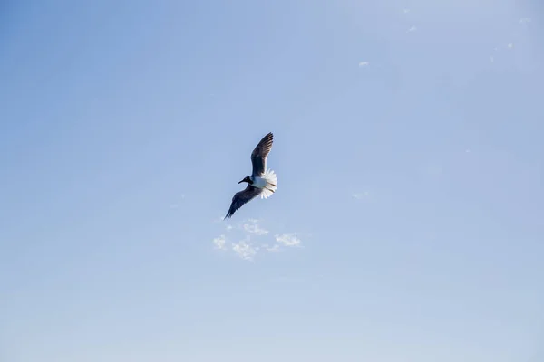 Létající Pták Modrém Slunci Osvětlené Nebe — Stock fotografie