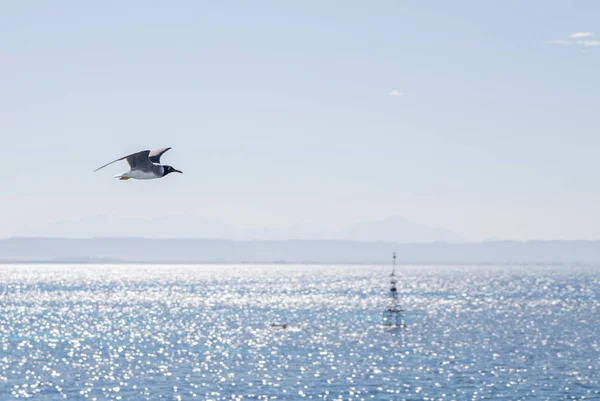 Flying Bird Sun Lighted Marine Landscape Distant Rocks — Stock Photo, Image