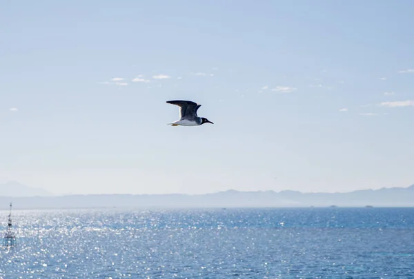 Flying Bird Sun Lighted Marine Landscape Distant Rocks — Stock Photo, Image