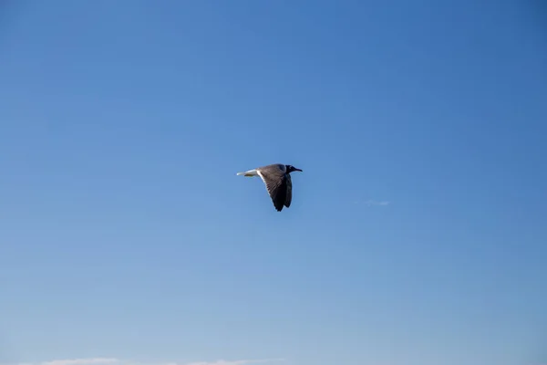 Летающая Птица Голубом Солнце Освещенное Небо — стоковое фото