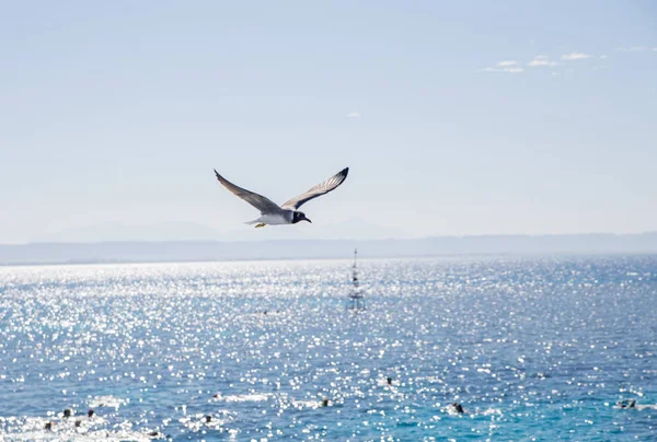 Flying Bird Sun Lighted Marine Landscape Distant Rocks — Stock Photo, Image