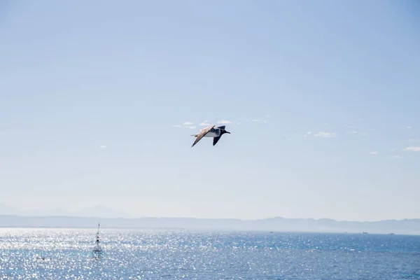 Flying Bird Sun Lighted Marine Landscape Distant Rocks — Stock Photo, Image